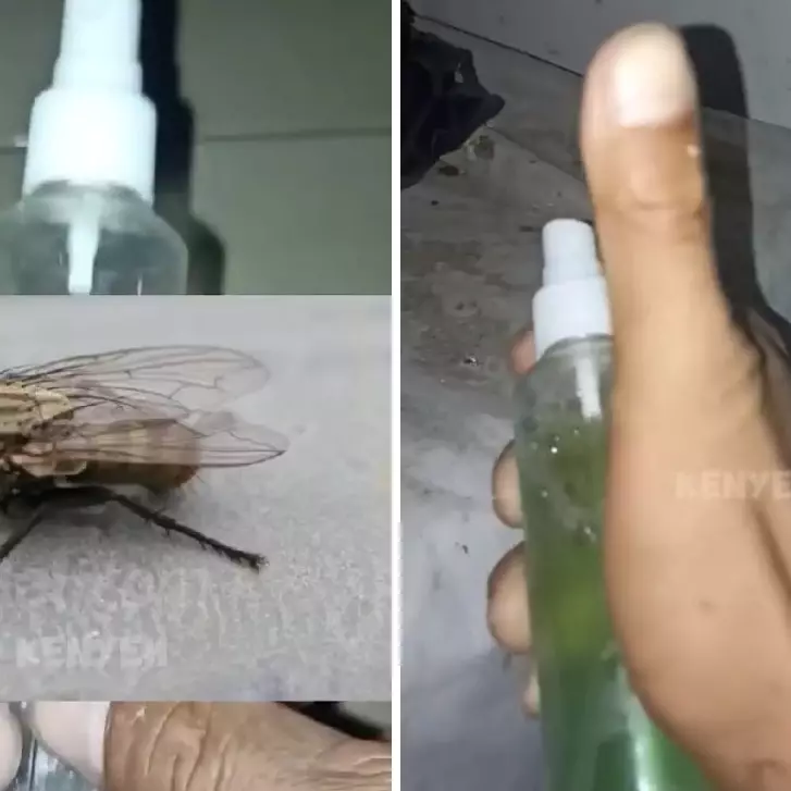 Basmi lalat di rumah sekarang nggak perlu pakai semprotan serangga, ini triknya modal 1 bahan dapur
