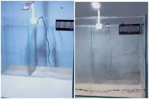 Tak perlu mengandalkan sitrun, trik bersihkan kerak jamur di akuarium ini cuma pakai 1 bahan dapur