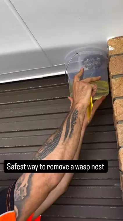 Hilangkan sarang tawon di rumah © Instagram Hilangkan sarang tawon di rumah © Instagram
