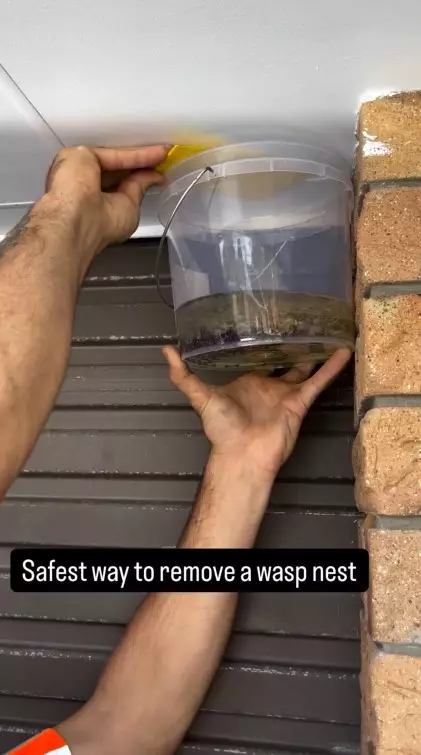 Hilangkan sarang tawon di rumah © Instagram Hilangkan sarang tawon di rumah © Instagram