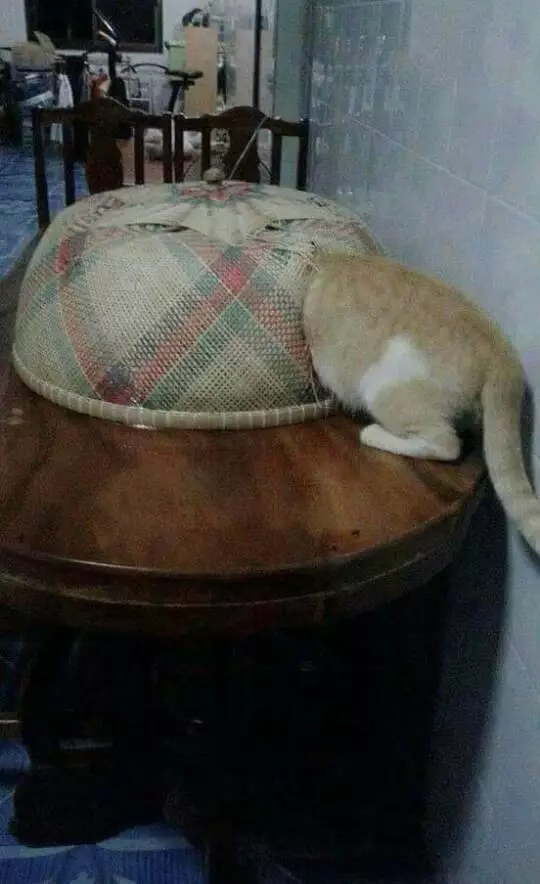 meja makan kocak © berbagai sumber meja makan kocak © berbagai sumber