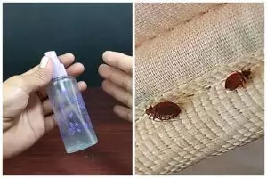 Kini nggak perlu susah-susah dijemur, ini trik mudah mengusir kutu kasur pakai tambahan 1 bahan dapur