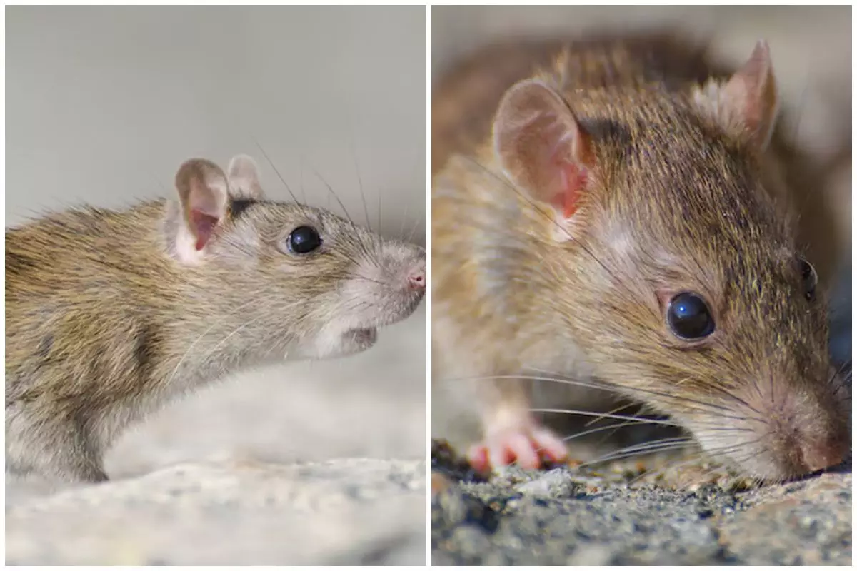 Trik agar tikus tidak masuk ke dalam rak dapur, sekarang terapkan 5 langkah ini