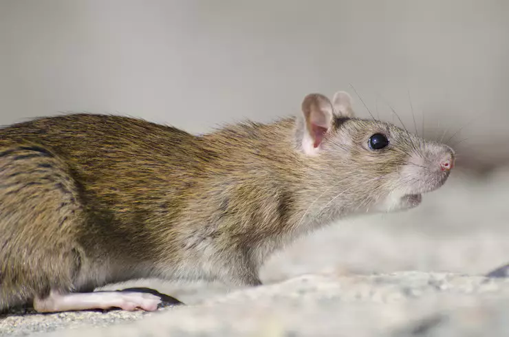 Trik agar tikus tidak masuk ke dalam rak dapur, sekarang terapkan 5 langkah ini berbagai sumber Trik agar tikus tidak masuk ke dalam rak dapur, sekarang terapkan 5 langkah ini berbagai sumber