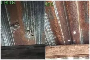 Tak perlu lakban atau pelapis khusus, trik menambal atap rumah seng bocor ini pakai 2 bahan sederhana