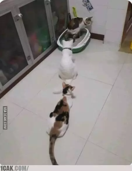 potret lucu orang antre © berbagai sumber potret lucu orang antre © berbagai sumber