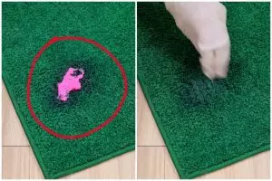 Trik membersihkan bekas permen karet di karpet, tanpa ke laundry sekarang auto nyaman dipakai lagi