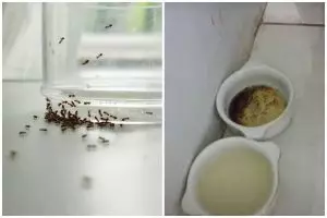 Sekarang tak pakai minyak goreng, ini trik usir semut dari meja makan cukup 2 bahan dapur