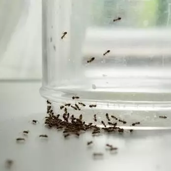 Sekarang tak pakai minyak goreng, ini trik usir semut dari meja makan cukup 2 bahan dapur