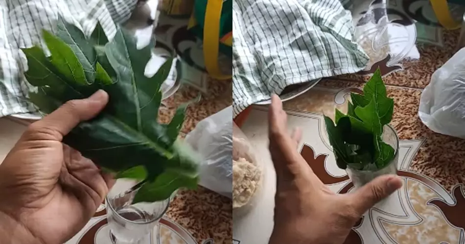 Cara praktis mencegah lalat mampir ke meja makan © Berbagai Sumber