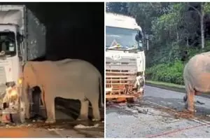 Mengharukan, induk gajah tak tinggalkan anaknya yang tertabrak truk, begini kronologinya
