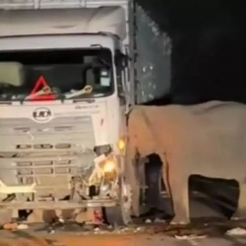 Mengharukan, induk gajah tak tinggalkan anaknya yang tertabrak truk, begini kronologinya