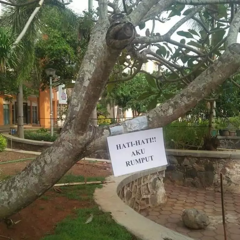 tulisan di pohon © berbagai sumber tulisan di pohon © berbagai sumber