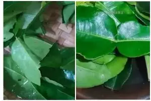Cara simpan daun aromatik (daun jeruk, salam, pandan) agar tidak busuk hingga 3 bulan