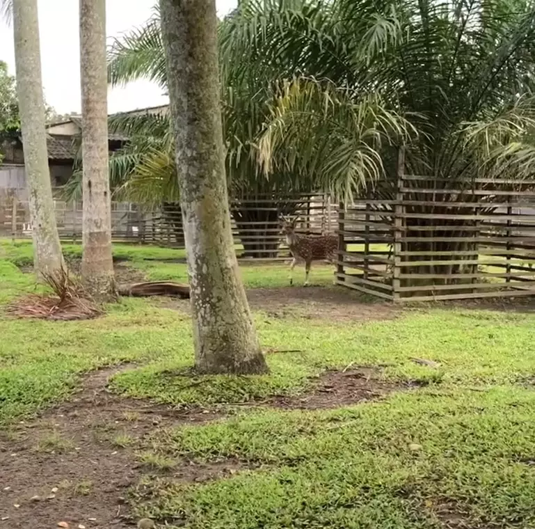 potret rumah mewah raline shah di medan © berbagai sumber potret rumah mewah raline shah di medan © berbagai sumber