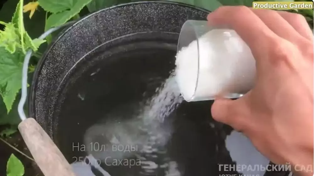 Trik suburkan tanaman timun © YouTube