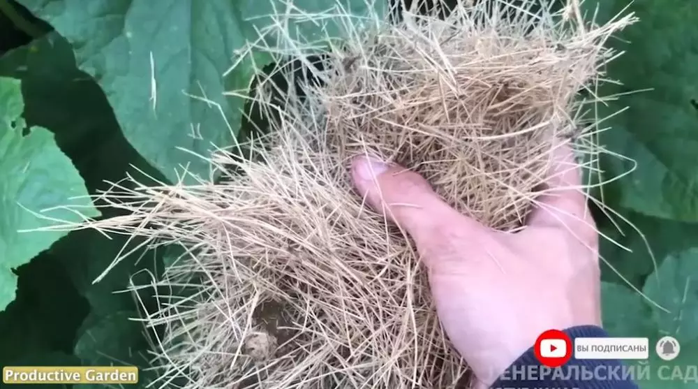 Trik suburkan tanaman timun © YouTube