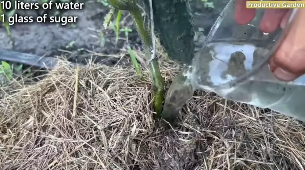 Trik suburkan tanaman timun © YouTube