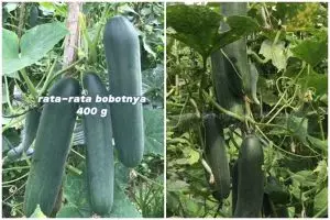 Trik agar tanaman timun semakin lebat dan buahnya besar, cukup pakai 1 bahan pemanis