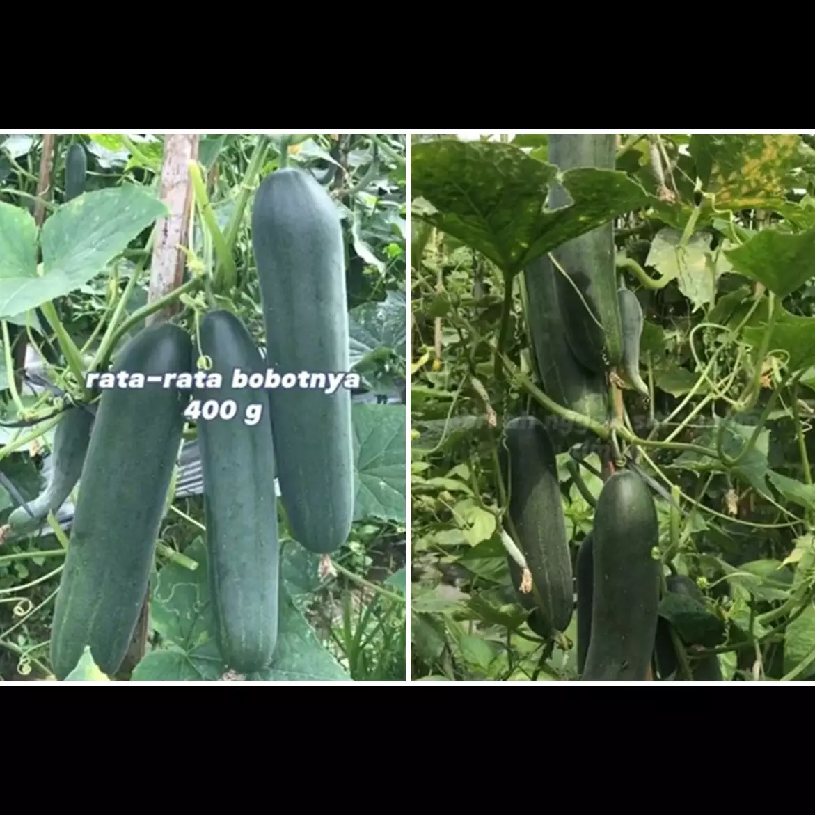 Trik agar tanaman timun semakin lebat dan buahnya besar, cukup pakai 1 bahan pemanis