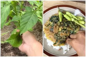 Kreasi telur dadar daun cabai, dimakan dengan nasi hangat enaknya nendang