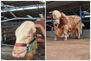 Sapi berbobot 1,37 ton ini pernah ditawar Rp500 juta, pemilik nolak untuk jual, ini keistimewaannya