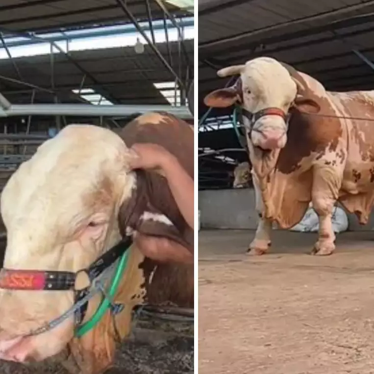 Sapi berbobot 1,37 ton ini pernah ditawar Rp500 juta, pemilik nolak untuk jual, ini keistimewaannya