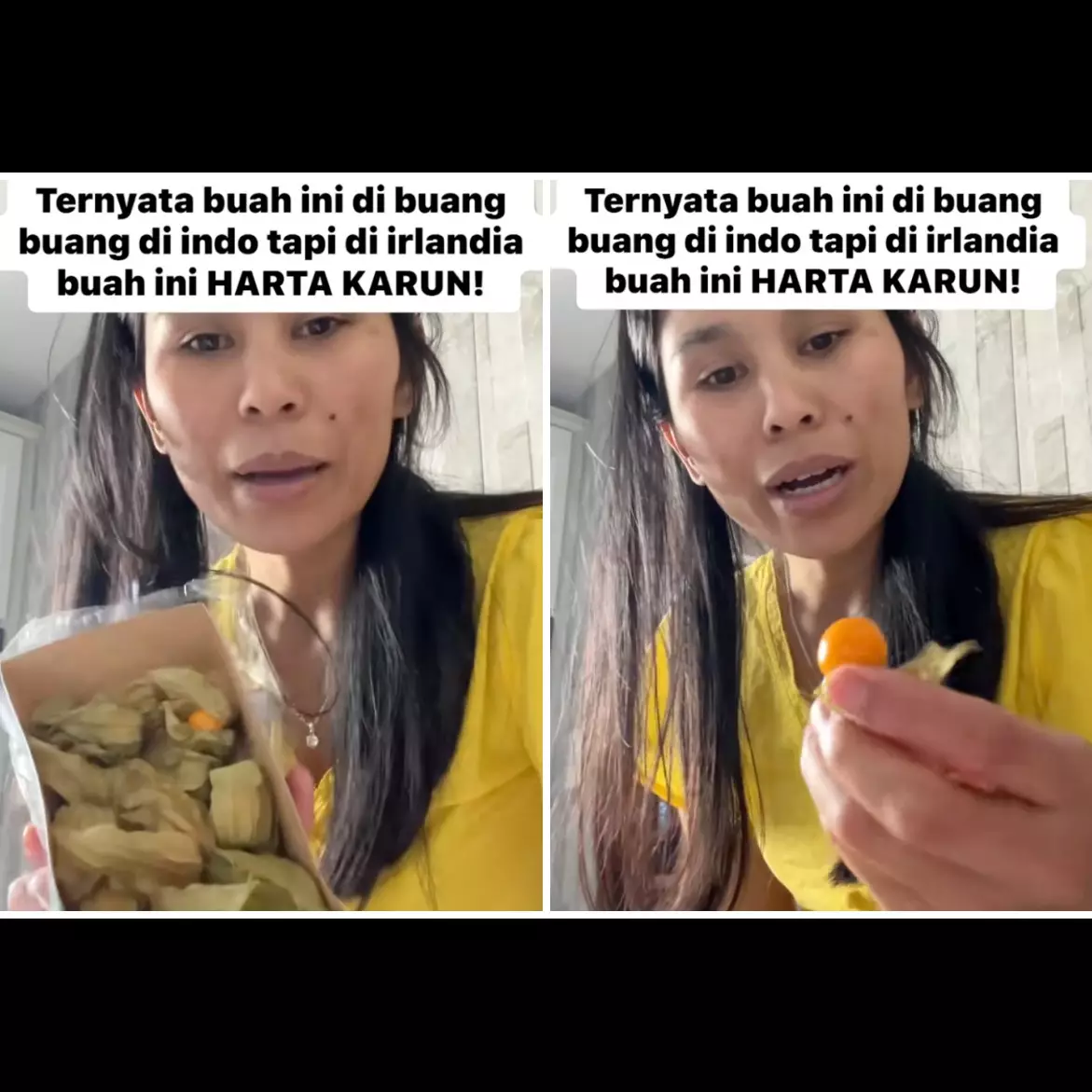 Di Indonesia dibuang-buang, di Irlandia bisa sampai Rp200 ribu 10 biji, ini 13 manfaat buah ciplukan