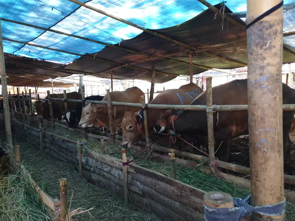 sapi predikat paling berat indonesia © 2025 Shutterstock.com