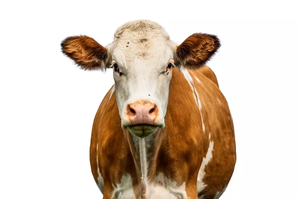 sapi predikat paling berat indonesia © 2025 Shutterstock.com