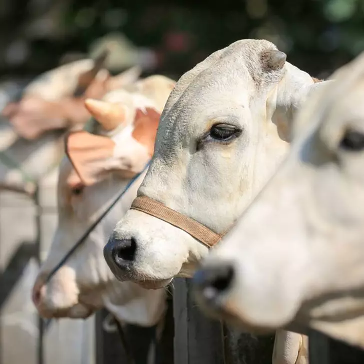 Sapi ini sandang predikat sapi paling berat di Indonesia, sempat ditawar Rp500 juta tapi tak dilepas