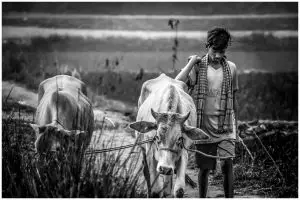 Lulusan SD sukses beternak sapi, pria ini kantongi omzet Rp1 M per bulan berkat ketekunan dan mimpi