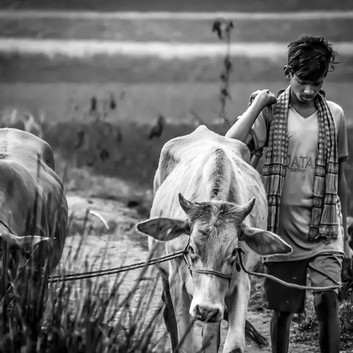 Lulusan SD sukses beternak sapi, pria ini kantongi omzet Rp1 M per bulan berkat ketekunan dan mimpi