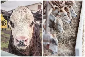 Setara 6 Lamborghini, sapi ini jadi sapi paling mahal di dunia dengan harga tembus puluhan miliar