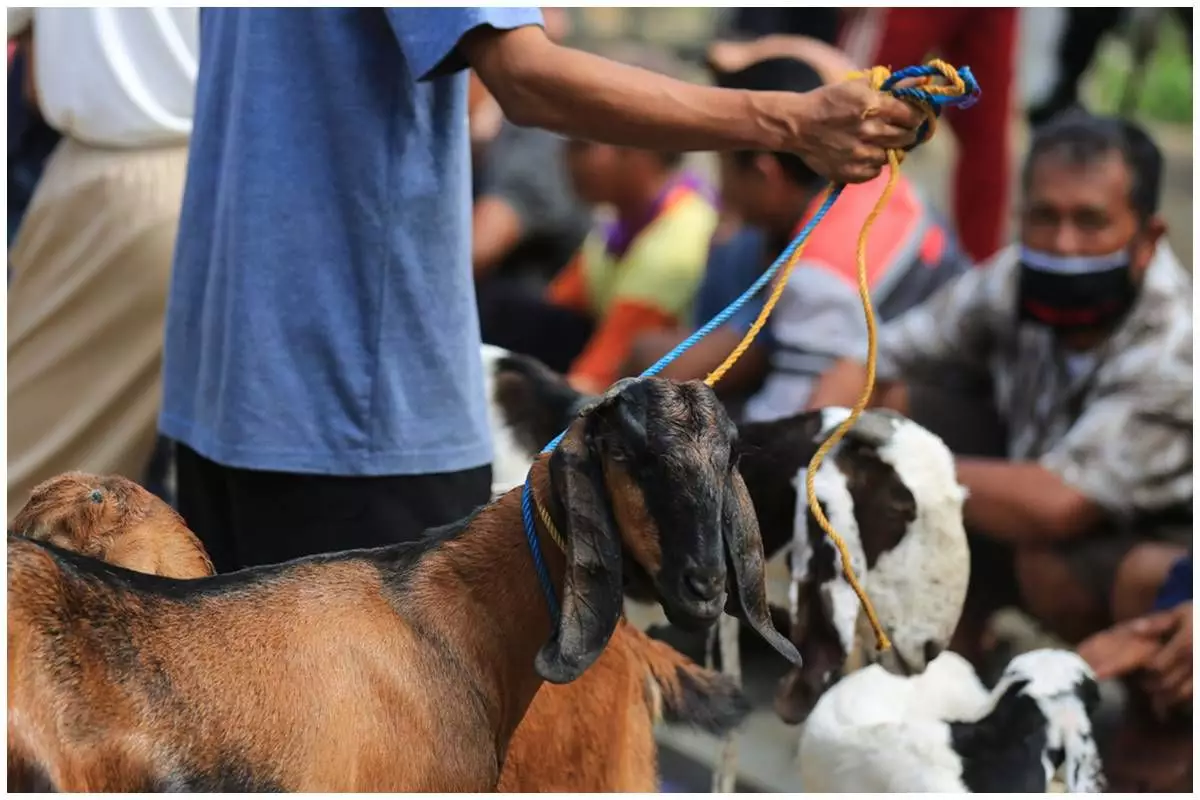 Harga terbaru hewan kurban 2025, cek update kambing dan sapi sesuai budget dan lokasi