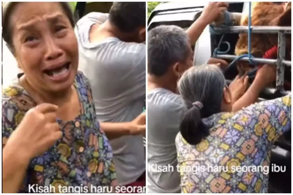 Momen haru emak-emak nangis kejer pisah sama sapi yang dipelihara sejak kecil: Seng Pintar Yo Nak