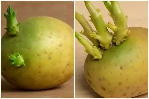 Waspada kentang bertunas hijau, jangan asal masak kalau nggak mau keracunan