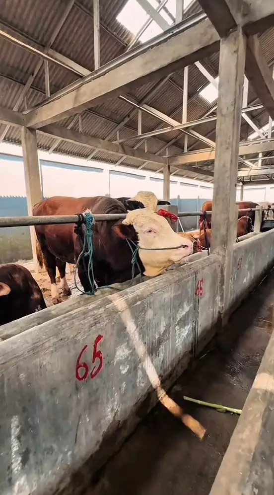 Nikita Mirzani tetap berkurban  © TikTok Nikita Mirzani tetap berkurban  © TikTok