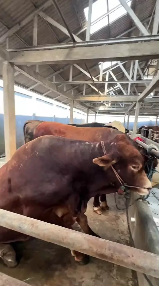 Nikita Mirzani tetap berkurban  © TikTok Nikita Mirzani tetap berkurban  © TikTok