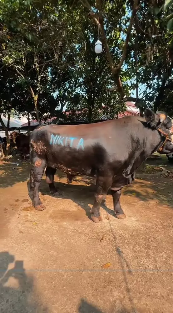 Nikita Mirzani tetap berkurban  © TikTok Nikita Mirzani tetap berkurban  © TikTok