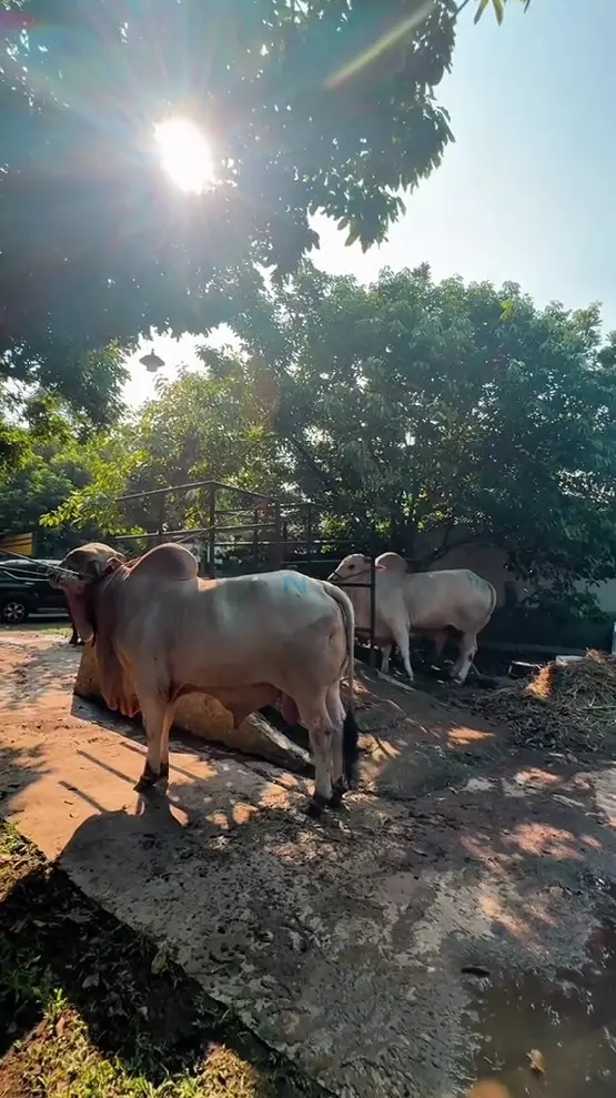 Nikita Mirzani tetap berkurban  © TikTok Nikita Mirzani tetap berkurban  © TikTok