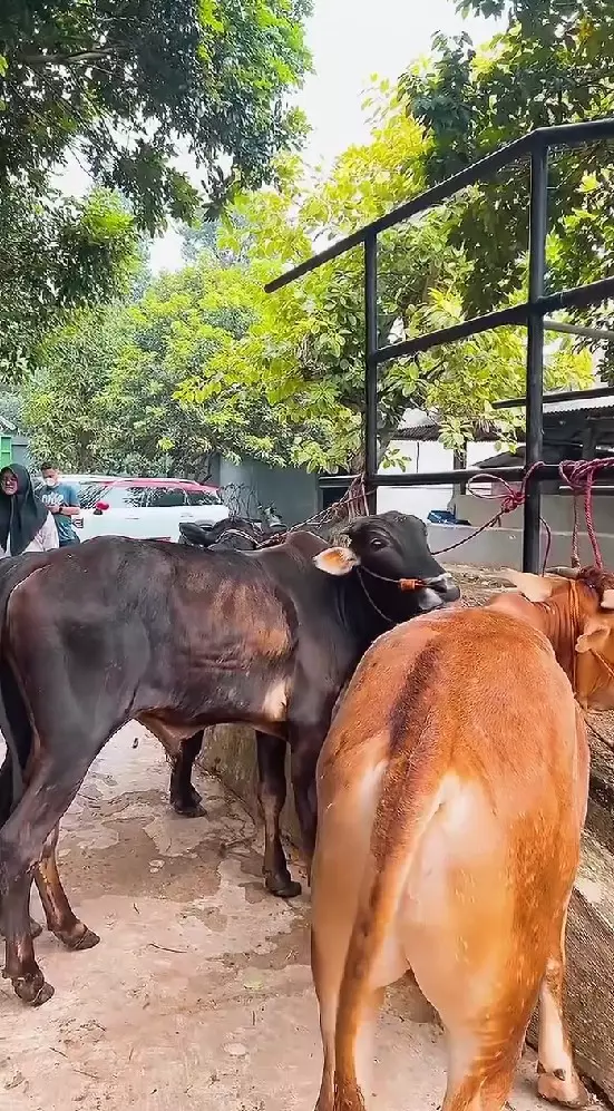 momen haru Ruben Onsu cari sapi kurban © Instagram momen haru Ruben Onsu cari sapi kurban © Instagram