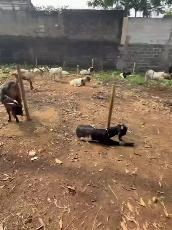 Raffi Ahmad borong kambing kurban Pak Muh © 2025 Instagram