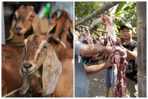 4 Cara menghilangkan bau prengus jeroan kambing tanpa ribet di dapur