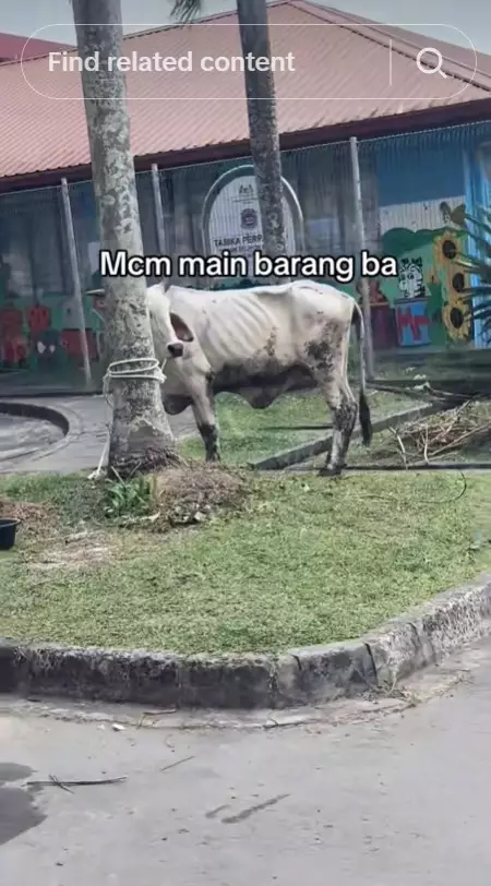 Viral penampakan sapi kurban kurus © TikTok