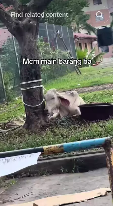 Viral penampakan sapi kurban kurus © TikTok