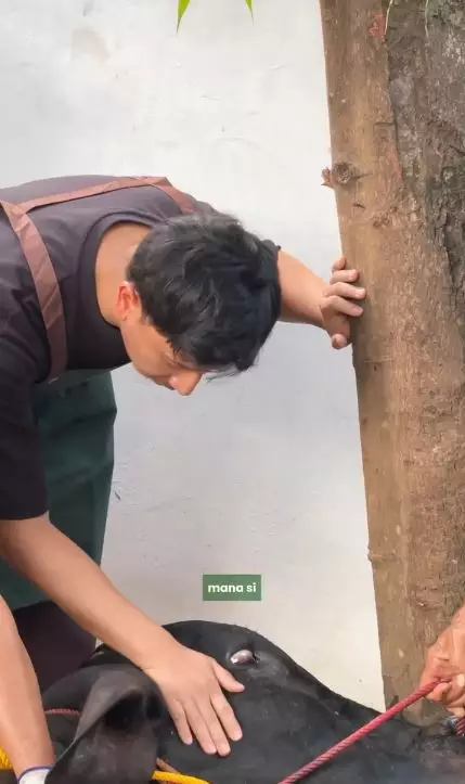 sonny septian sembelih sapi kurban © 2025 berbagai sumber sonny septian sembelih sapi kurban © 2025 berbagai sumber