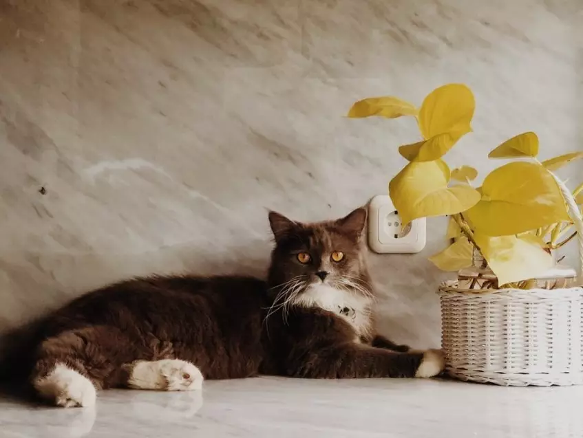 dapur Enzy Storia sebelum nikah © Instagram