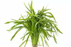 Gampang banget! Cara simpan kangkung yang bikin tahan sampai 5 hari