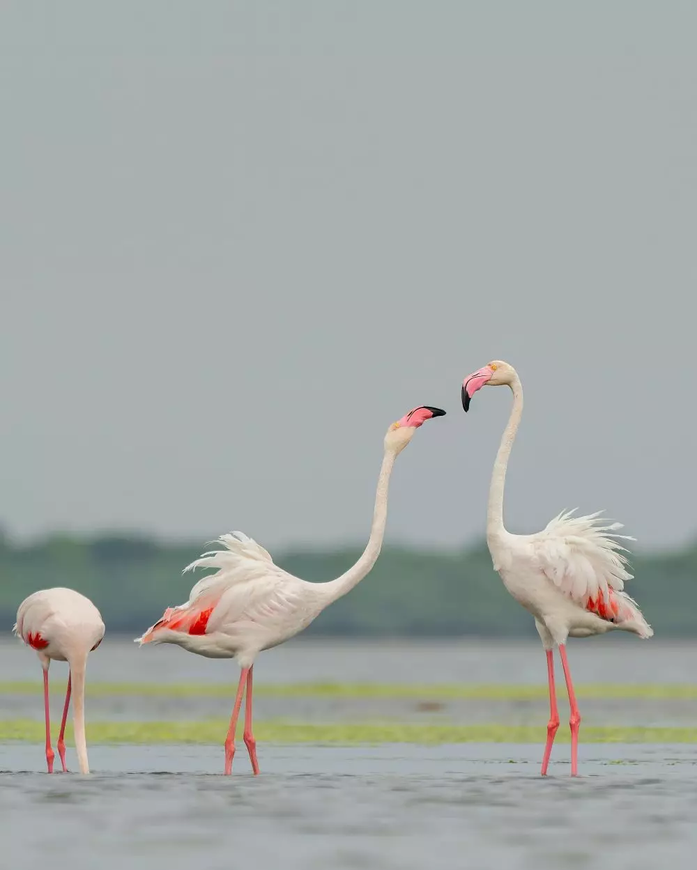 efek flamingo ibu hamil © 2025 berbagai sumber efek flamingo ibu hamil © 2025 berbagai sumber